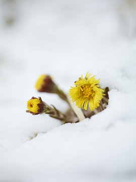 Close-up of flowers in snow