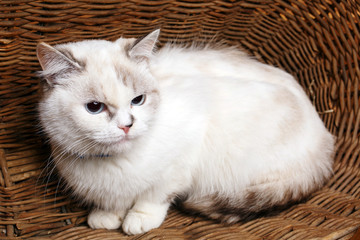 Fototapeta na wymiar White Cat sitaing in the basket