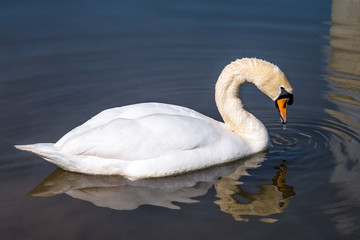 Höckerschwan - Mute Swan - Cygnus olor