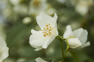 Naklejka na ściany i meble Macro White Flowers with Buds