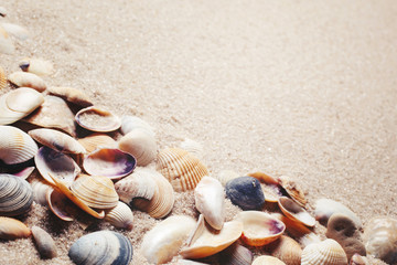 Fototapeta na wymiar Sea shells on sand.