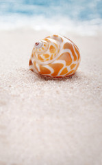 Sea shell on sandy beach