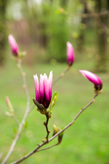 Magnolia plant blooms in spring on a sunny day