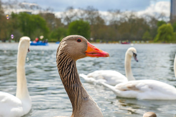 Beautiful young swans in lake