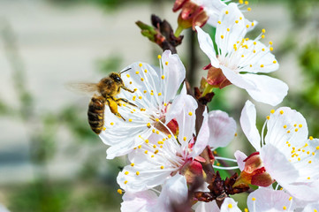 Bee on blooming apricot tree.