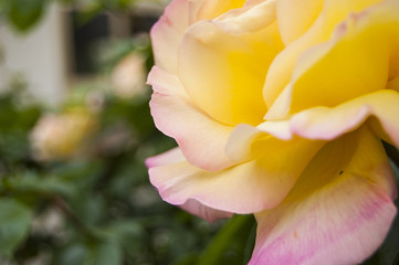 Fototapeta na wymiar Macro Yellow Rose on left