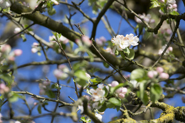 Apfelbaum Knospen Blüten