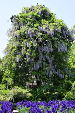 アヤメとフジ／５月中旬、山形県の公園で撮影した、アヤメとフジの美しいコラボレーションです。