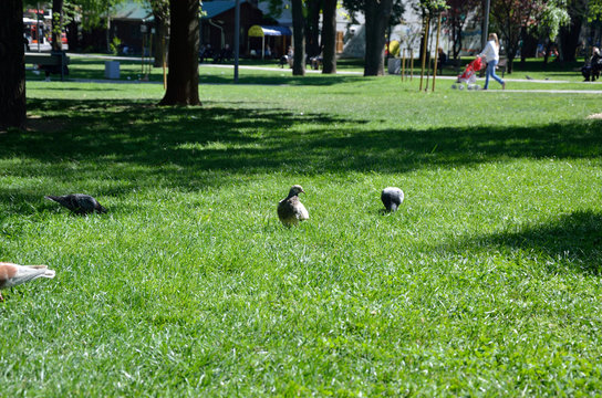 Pigeons on green lawn in city park, in spring time