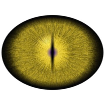 Isolated yellow eye. Yellow green striped iris around elliptic bright yellow retina