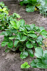 The strawberry Bush in the garden.