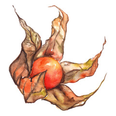 Watercolor hand drawn physalis fruit berry isolated
