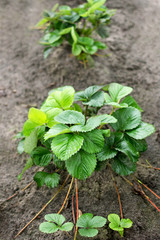 The strawberry Bush in the garden.