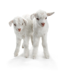 Obraz premium two goat