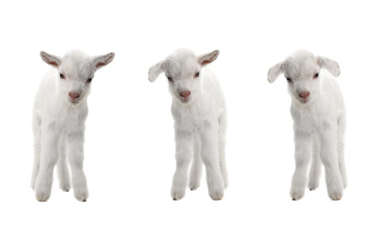  three goat