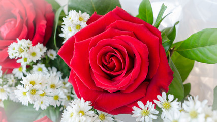 beautiful red roses on blurred background