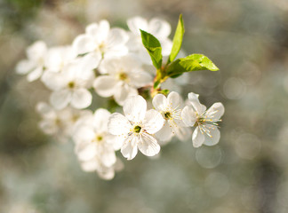 Cherry spring blossom