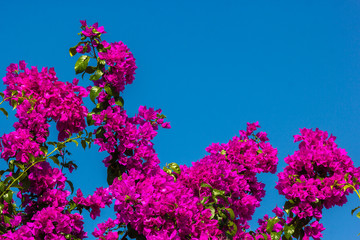 Bougainville roxo.