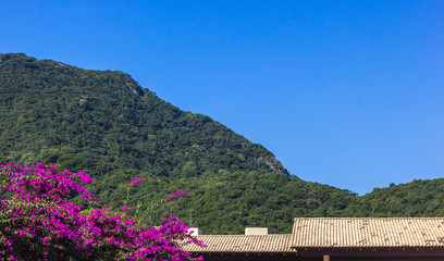 Colina, Flores e Telhado.