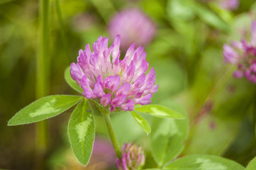 Violet Flowers on Blur green Background