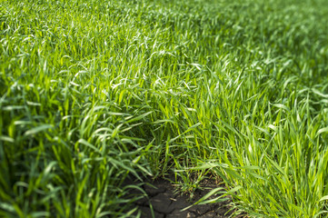 young shoots spring crop