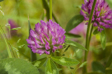 Wallpaper Macro violet Flowers