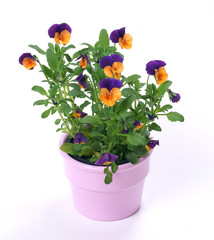 Pansies in a pot on a white background - obrazy, fototapety, plakaty