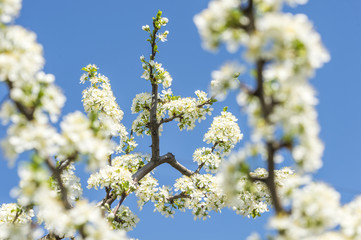 flowering branches of apple trees
