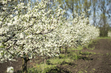 Fototapeta premium flowering in apple orchard