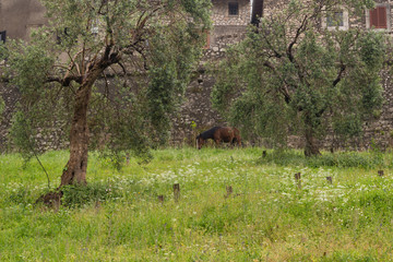 Uliveto lungo il percorso museale delle  mura rinascimentali di Sermoneta  con cavallo che pascola libero