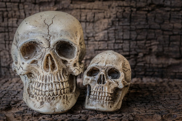 Still life with two human skull on grungy wooden table and vintage wooden background