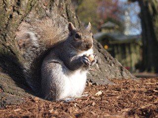Obraz premium 野生のリス