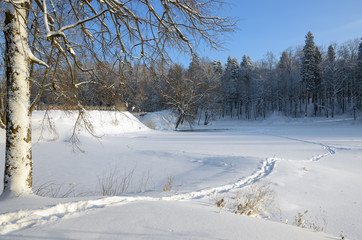Winter scene
