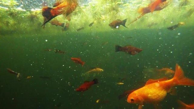 a Plurality of Color Orange Fishes Swims in Seaweed Near Surface Underwater Shooting