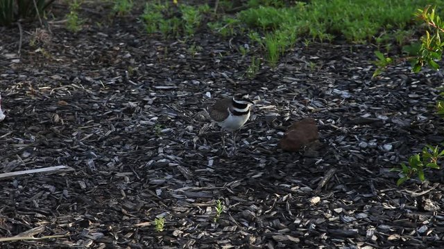 Mother Killdeer agitated while protecting eggs