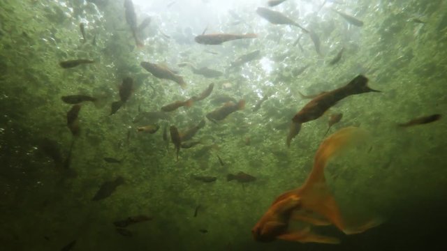 Many Different Fishes Swarming in Muddy Water in Sunlight Underwater Shooting