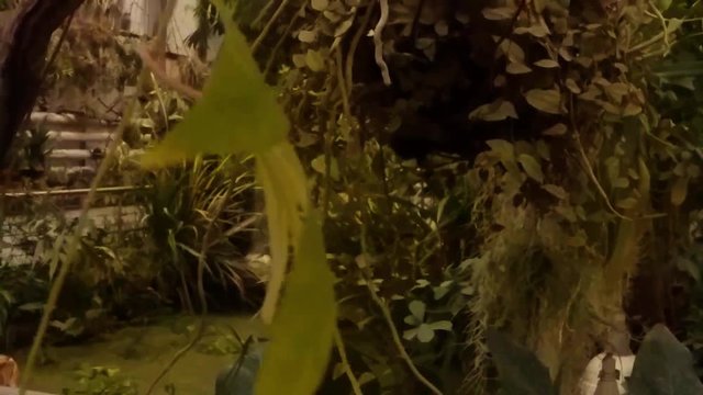 a Large Sheet of Plants Swinging on Jungle Background Underwater Shooting