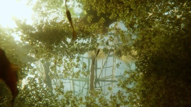 Person Leads Hand Across Water Surface With Algae on a Circle Underwater Shooting