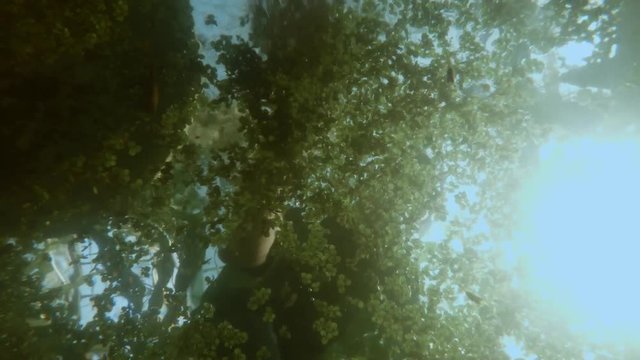 Person Obscures Surface of Water With Algae Underwater Shooting