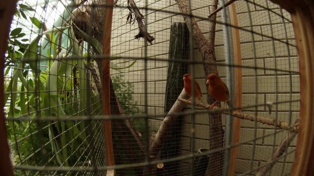 Several Birds Sitting in a Cage Very Quickly Move Along it