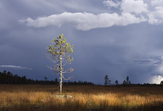 Tree on meadow under moody sky