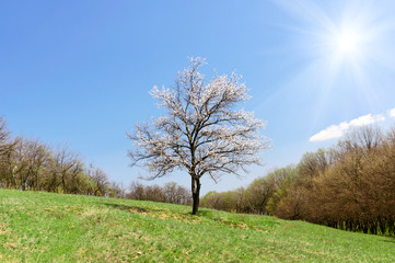 Lonely apricot blossoming tree