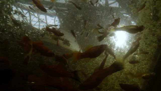 Whole Bunch of Fishes Swirling Below Green Carpet of Seaweed