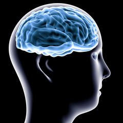 Obraz premium Female brain anatomy 