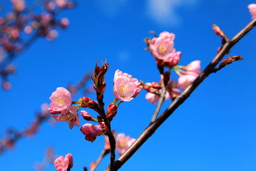 Sakura flowered