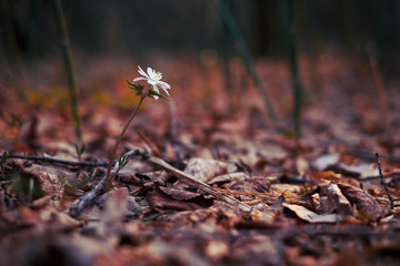 Altai anemone in spring forest.