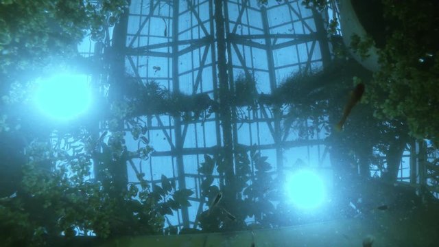 Lot of Fish Floats in Water on Background of Roof of Greenhouse Underwater Shooting