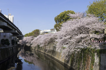 東京の桜名所　江戸川橋　江戸川公園　桜　染井吉野　満開　