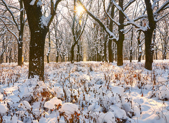 Winter forest covered with snow