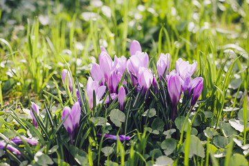 Group of Purple crocus (crocus sativus) with selective/soft focu
